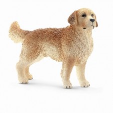 GOLDEN RETRIEVER Macho